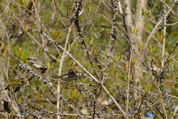 7 yellow-bellied warblers in a grouping of trees